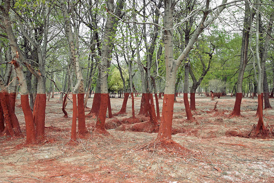 Trees After Toxic Waste Spill In Western Hungary