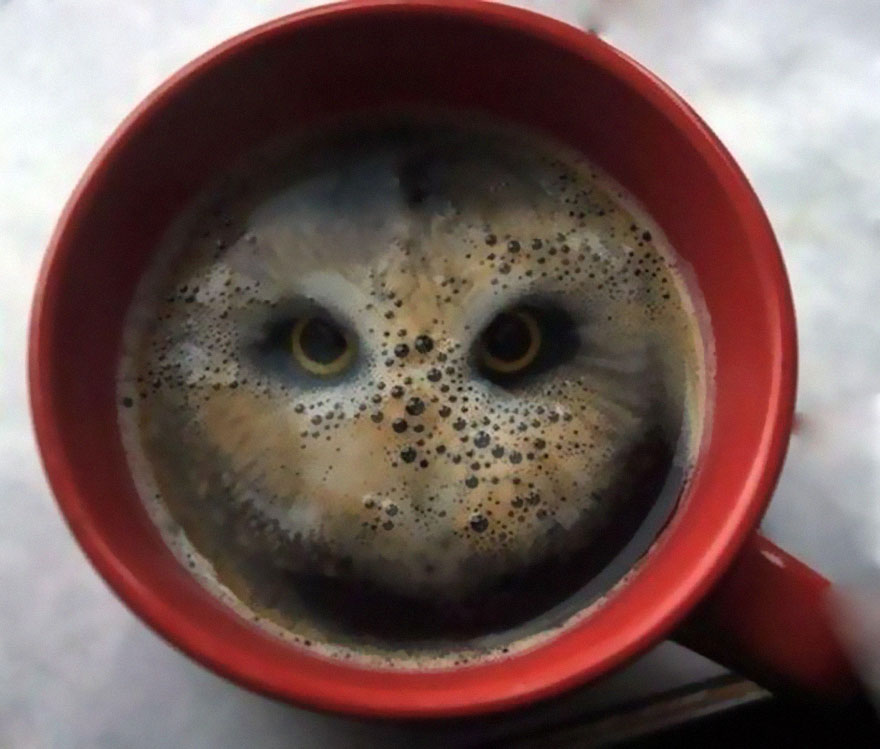 A Guy Dropped A Pair Of Hula Hoops (Potato Snacks) Into Coffee And Saw A Bird